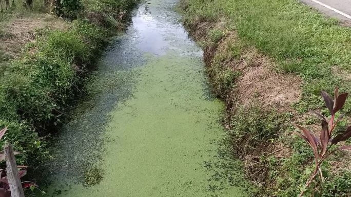 小溪或运河上长满了绿藻