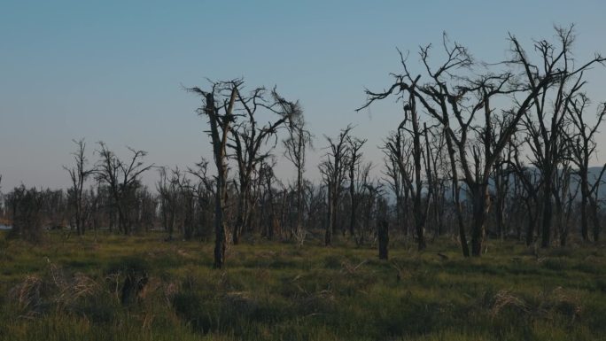 曼雅拉湖国家公园里枯树的平移镜头