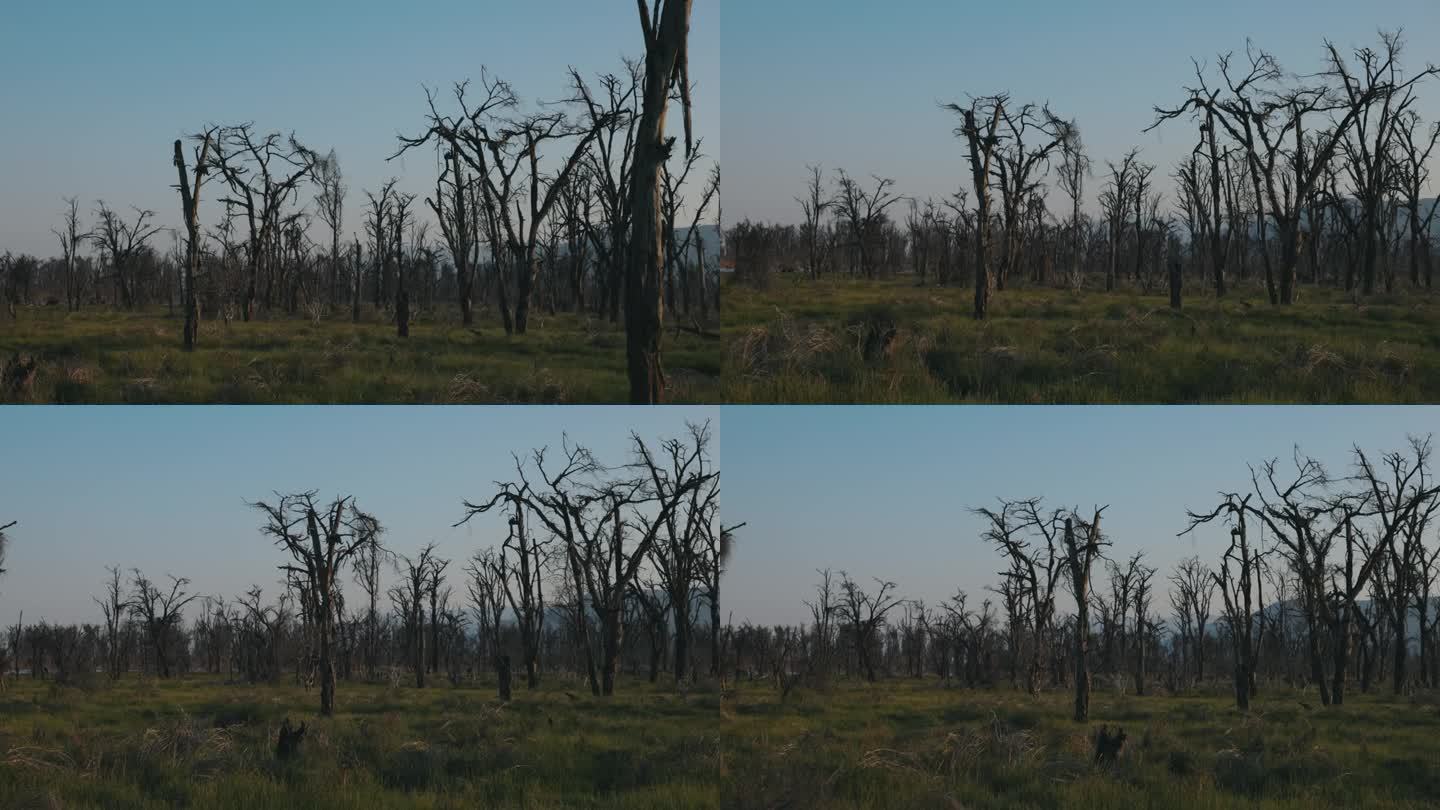 曼雅拉湖国家公园里枯树的平移镜头