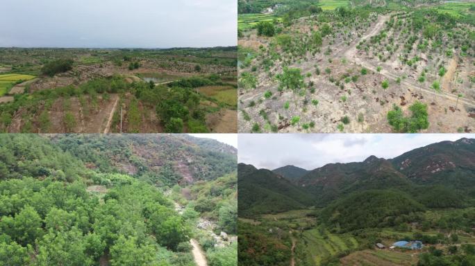 碧根果美国薄壳山核桃种植