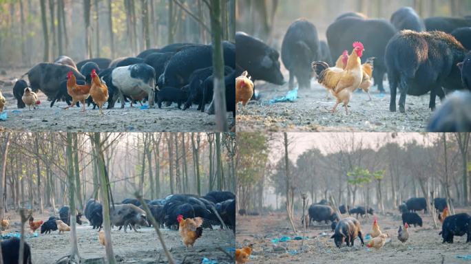 4K农村藏香猪土鸡混合散养 生态饲养