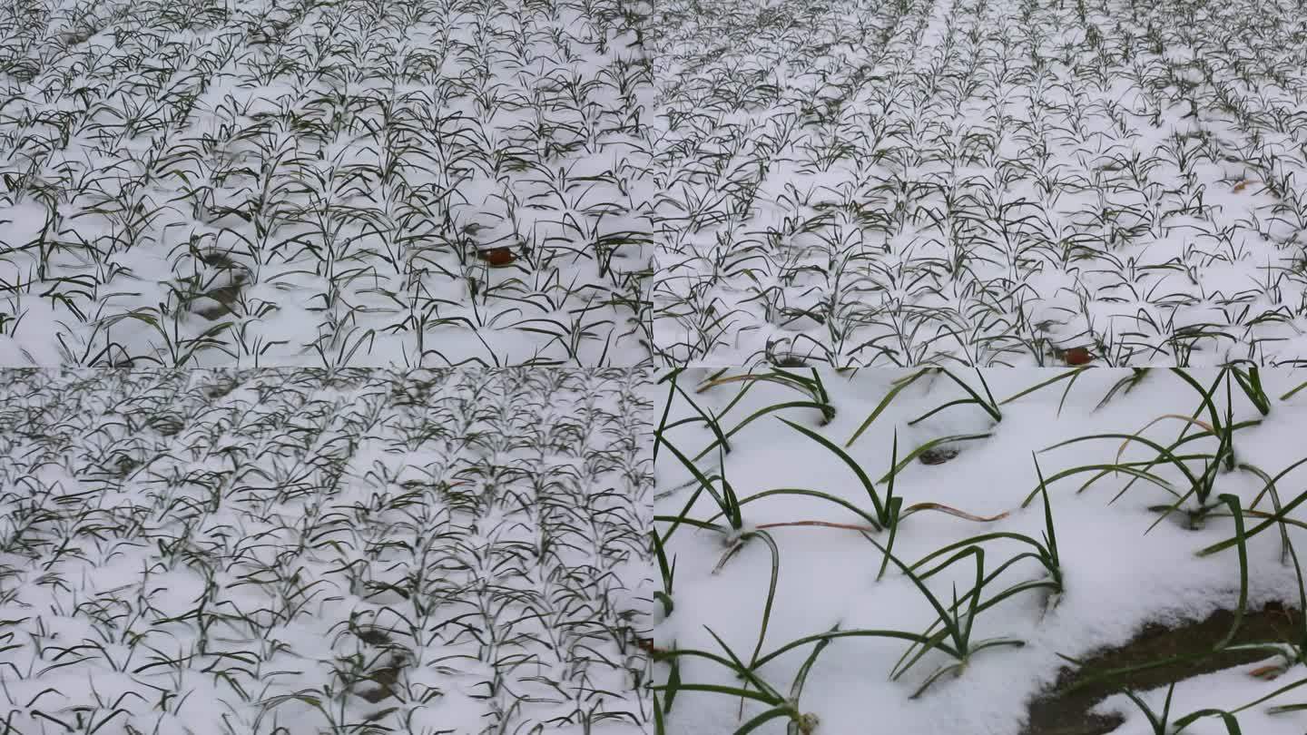 大蒜与雪