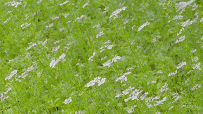 高清 100帧 蚜蝇传粉不是蜜蜂芫荽花1