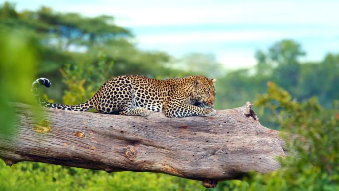 在坦桑尼亚的树林里，一只外来的豹子在树上休息。优雅的大猫在丛林的树上休息