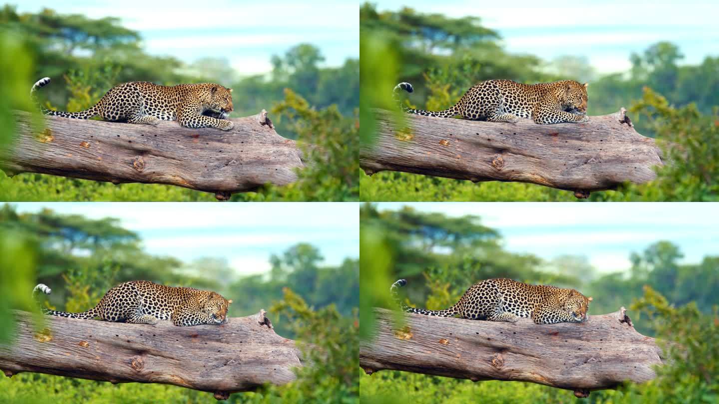 在坦桑尼亚的树林里，一只外来的豹子在树上休息。优雅的大猫在丛林的树上休息