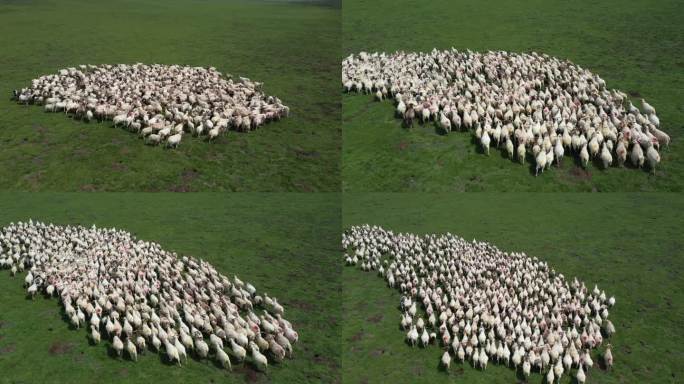 航拍草原羊群