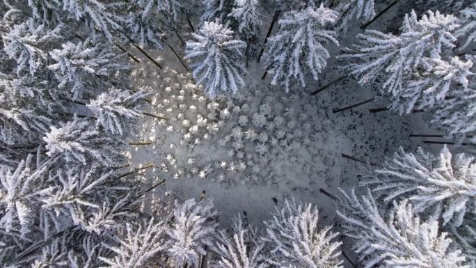 幼树围成一圈高大的针叶树，上面覆盖着白雪。从无人驾驶飞机上看到的冬日阳光照进来的景色。希望在大自然中
