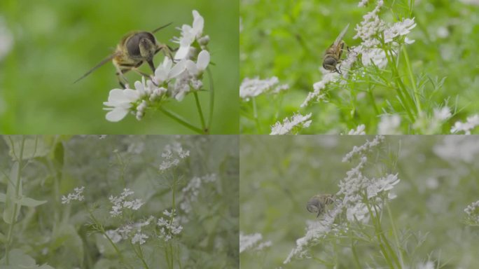 高清 100帧 蚜蝇传粉不是蜜蜂芫荽花5
