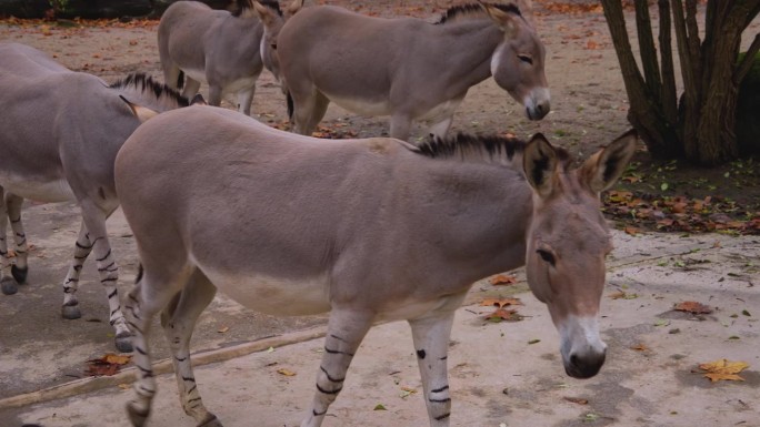 索马里野驴驴群