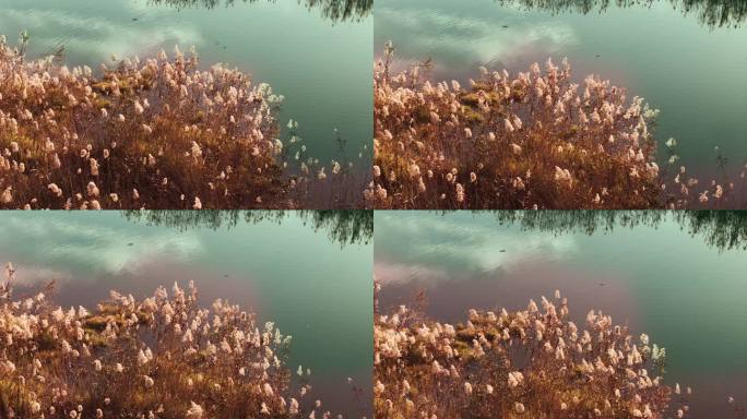 秋日湖边芦苇花 空境