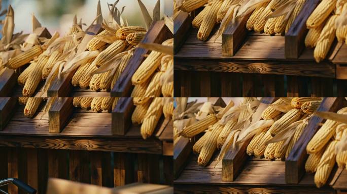 木柜晾晒的玉米