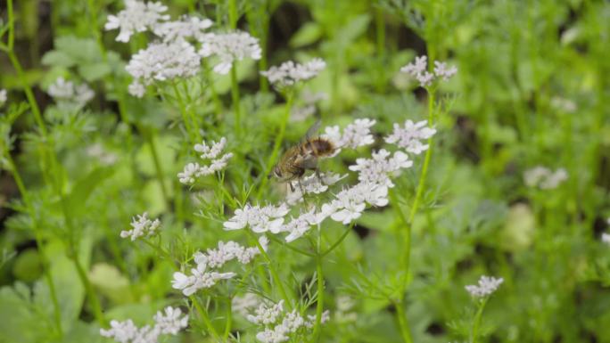 4k 自然 蚜蝇传粉 芫荽花 不是蜜蜂1