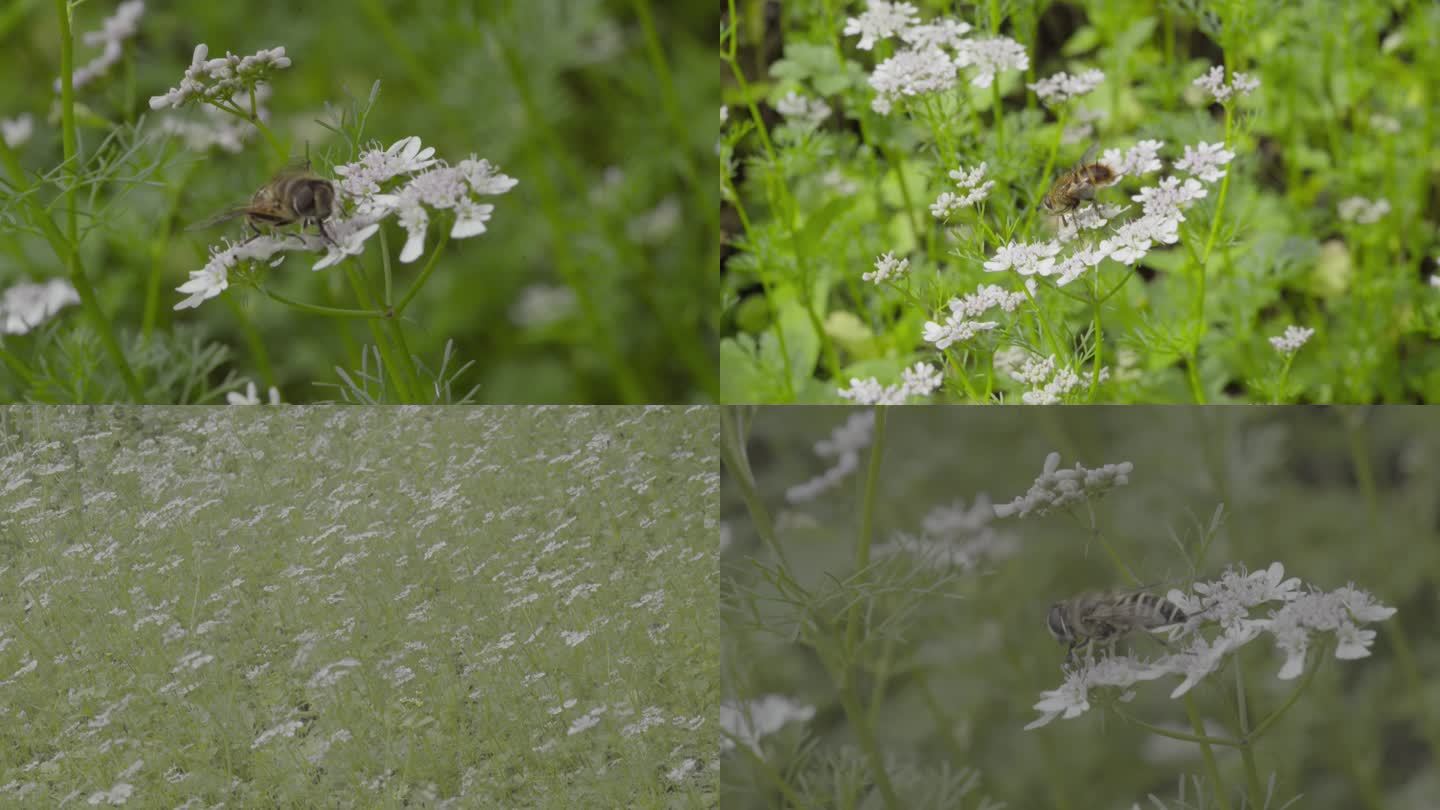 4k 自然 蚜蝇传粉 芫荽花 不是蜜蜂1