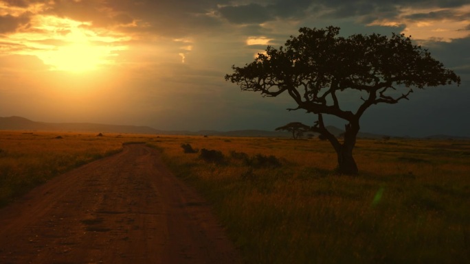 泥泞的道路蜿蜒穿过塞伦盖蒂草原，沐浴在明亮的日出阳光下