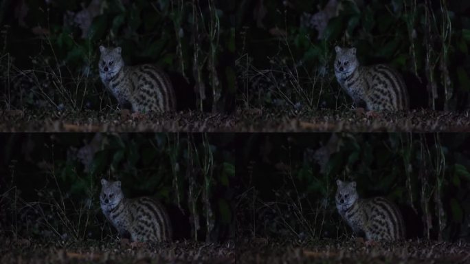 面对镜头，然后在镜头缩小时把头转向左边。泰国，小印度灵猫viverrica indica