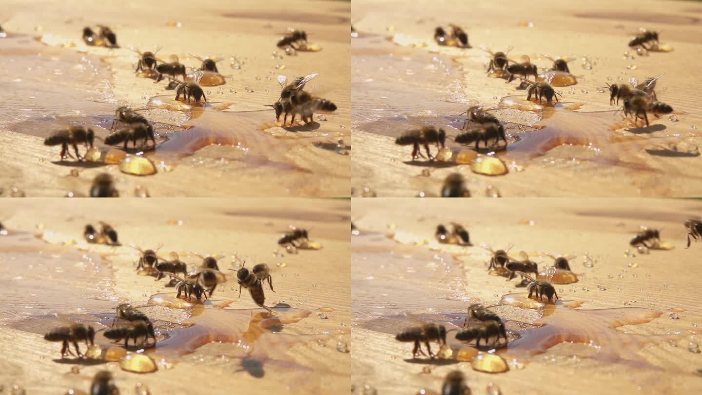 蜜蜂品尝木桌上美味的蜜滴的特写