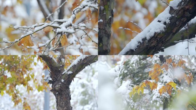 雪景大雪压枝头大树雪中屹立