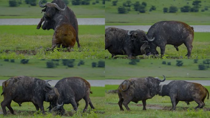 在坦桑尼亚的森林里，非洲水牛在草地上相互碰撞，展示了它们对领土统治的原始力量