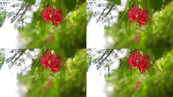 盛开的红色仰光爬山虎花枝在风和阳光在散景自然背景的热带花园