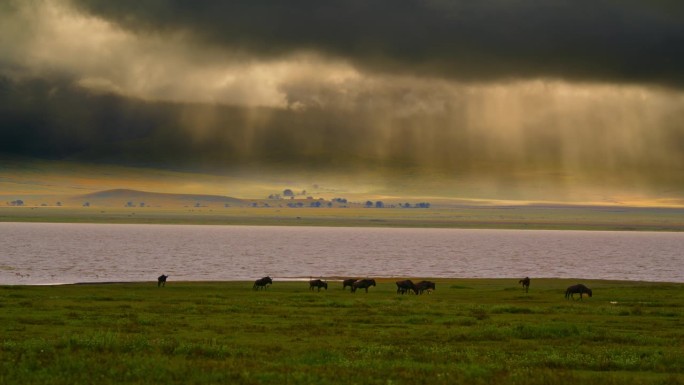 牛羚在河边草地上奔跑，悠闲地漫步。在坦桑尼亚流动的河流中以不同的速度行走