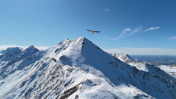 雄鹰飞过雪山山峰高山山脉航拍