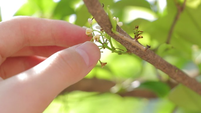 桂花