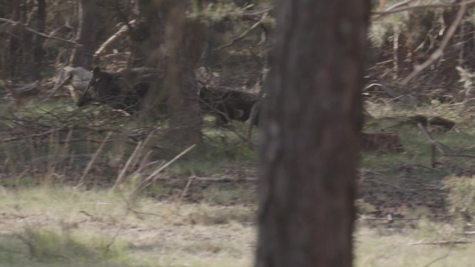 一群野猪在森林里奔跑