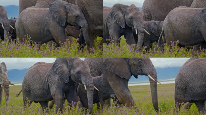 坦桑尼亚，大象和小象漫步在茂密的草地上，草地上开着紫色的野花。厚皮动物和它们的幼崽优雅地穿过绿油油的