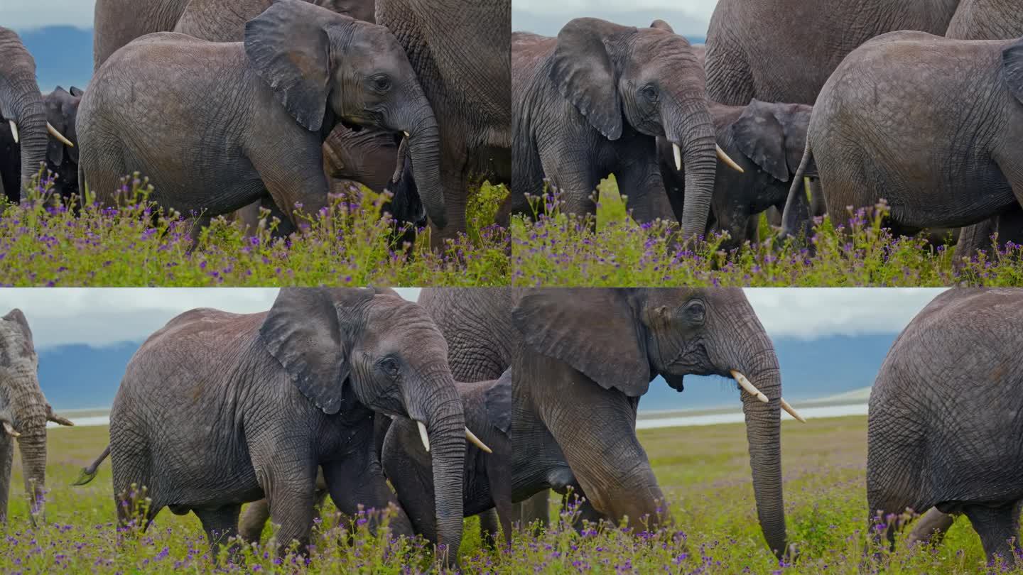 坦桑尼亚，大象和小象漫步在茂密的草地上，草地上开着紫色的野花。厚皮动物和它们的幼崽优雅地穿过绿油油的