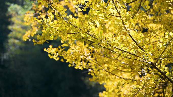 秋天季千白年银杏树叶林飘落果林风中摇摆晃