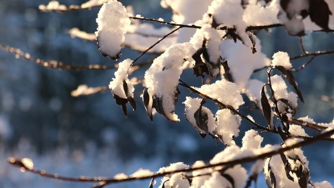 冬日里阳光灿烂的日子里，桦树冰冻的树枝挡住阳光。冬季森林中被雪覆盖的树枝的宏观特写。霜冻天气里的树木