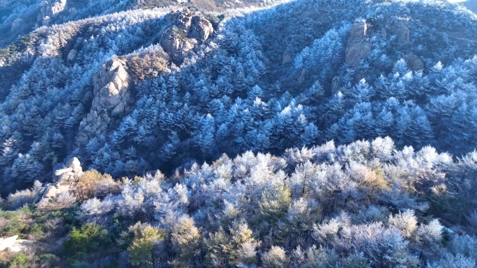 崂山雪景