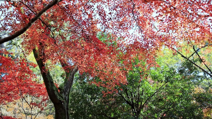 杭州灵隐寺阳光穿透火红的枫叶