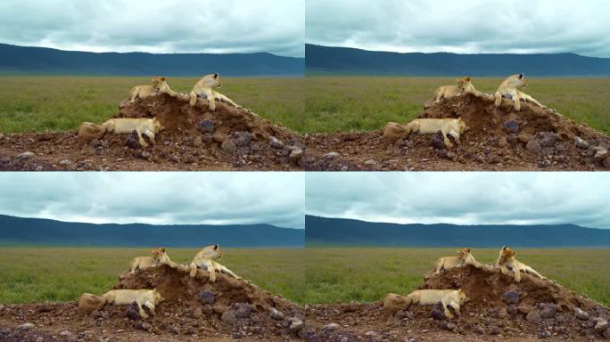 三只母狮懒洋洋地躺在坦桑尼亚广阔的绿色土地上的土堆上。三头母狮在一片广阔的青翠空地上休息