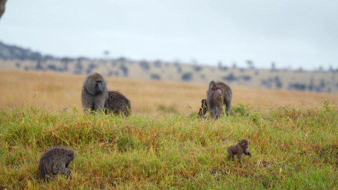 塞伦盖蒂国家公园，一群狒狒和嬉戏的婴儿在茂盛的草地上。可爱的小猴子在草地上嬉戏