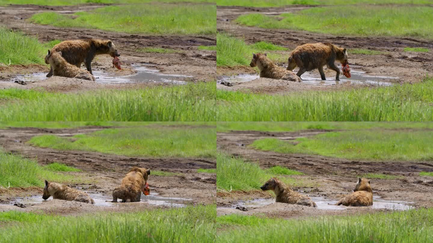 在坦桑尼亚的荒野中，鬣狗在泥泞的池塘边休息，嘴里叼着猎物。捕食者在水坑里放松，紧紧抓住猎物