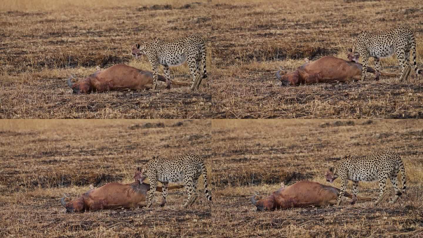 猎豹坐在它的猎物旁边，一只脸上带血的羚羊正在吃它的猎物