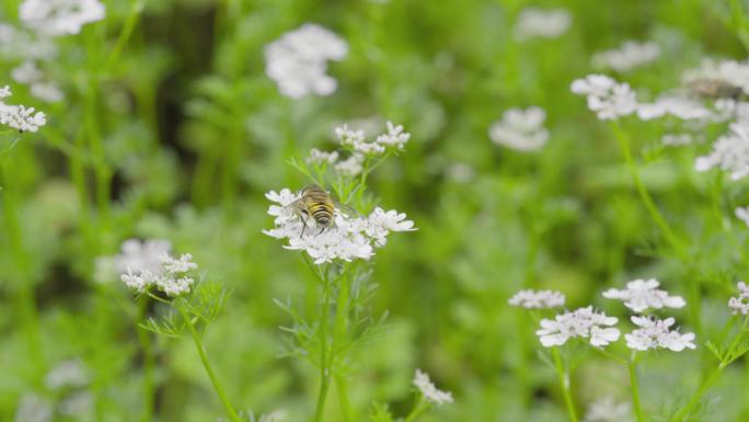 4k 自然 蚜蝇传粉 芫荽花 不是蜜蜂2