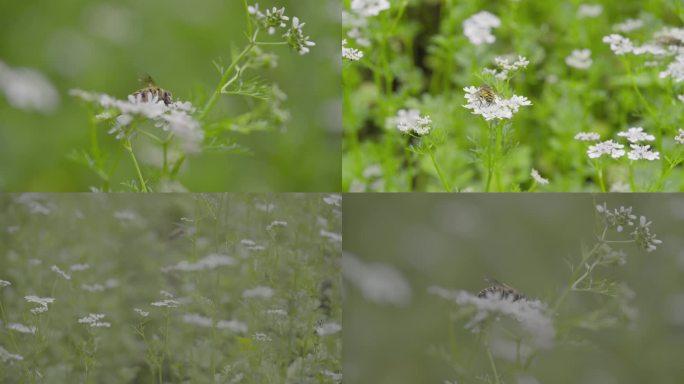 4k 自然 蚜蝇传粉 芫荽花 不是蜜蜂2