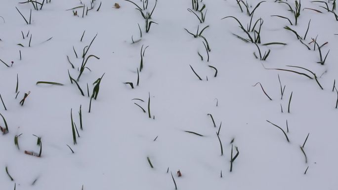 大蒜与雪