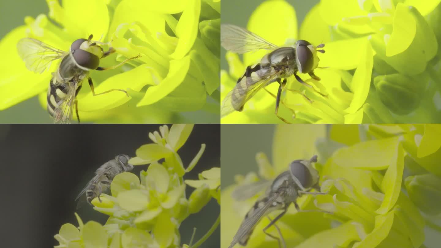 高清 100帧 蚜蝇传粉不是蜜蜂油菜花1