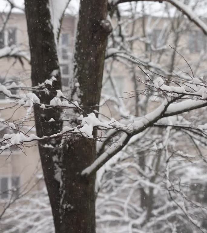 雪花，树木，窗外景色