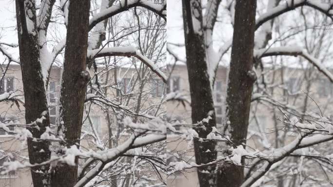 雪花，树木，窗外景色