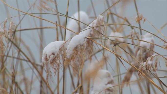 雪中芦苇素材