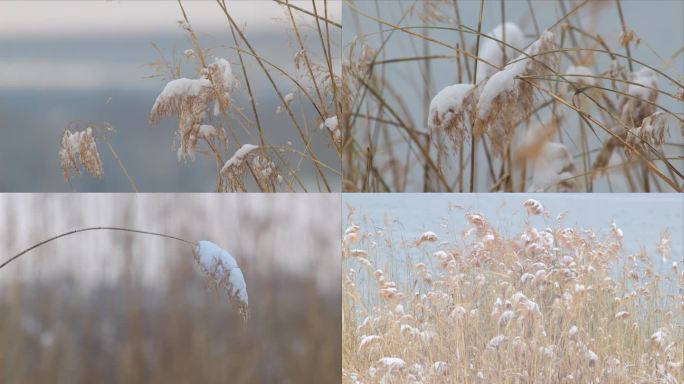 雪中芦苇素材