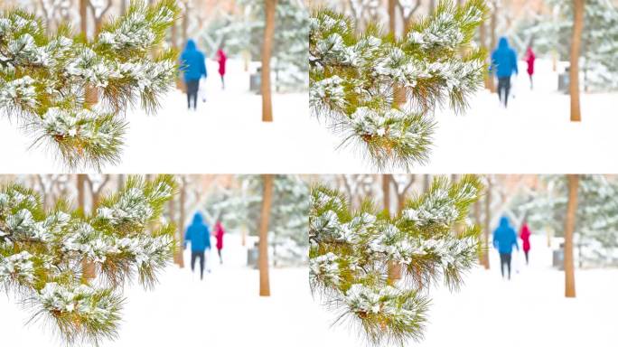 下雪中的松树枝头积雪与行人背影