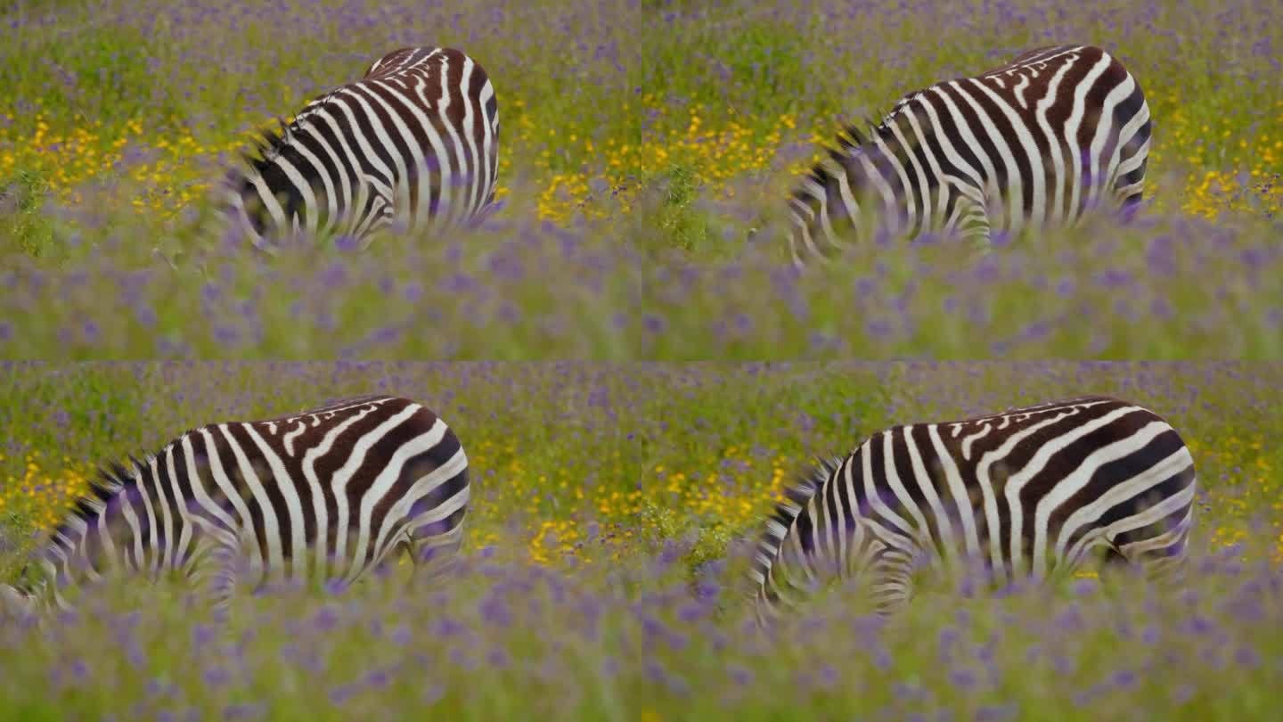 斑马在郁郁葱葱的绿色植物和迷人的紫色野花中放牧，这些雄伟的生物在野生动物的中心展示了它们标志性的条纹
