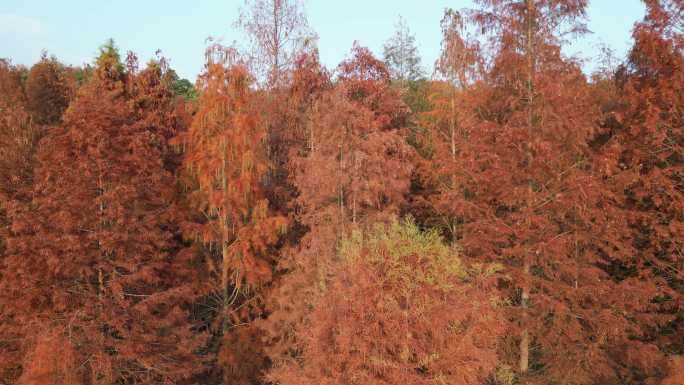 四川德阳旌阳区东湖山公园红色水杉航拍