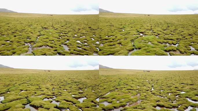 航拍三江源头草原草场草甸湿地游牧生活4k