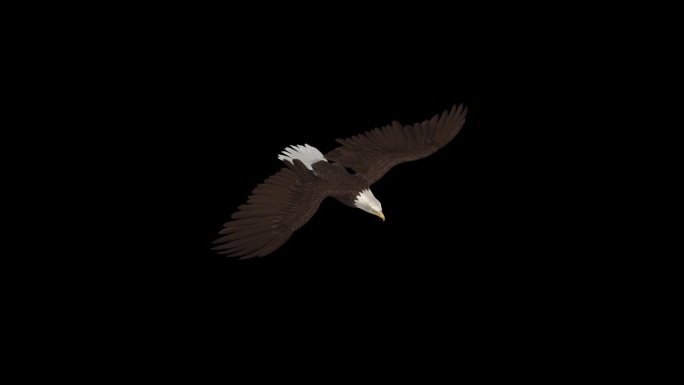 秃鹰-猛禽鸟-飞行循环循环-顶部侧面角度近距离观看-阿尔法频道